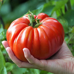 100 Red Gaint Tomato Vegetable Seeds