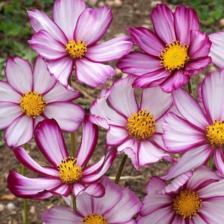500 Picotee Cosmos Flower Seeds