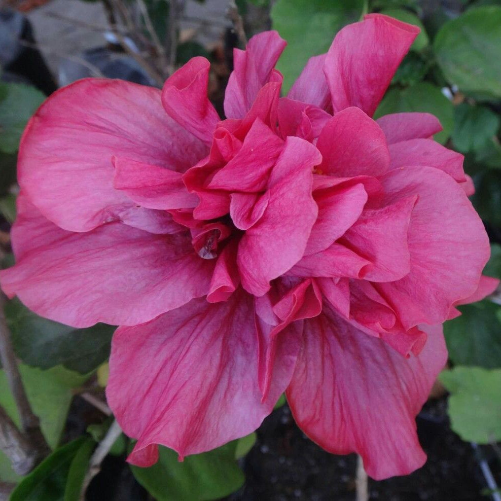 Close-up of a vibrant pink flower with green leaves in the background
