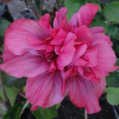 Close-up of a vibrant pink flower with green leaves in the background