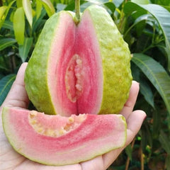 40 Fen Hong Mi Guava Apple Psidium Guajava Seeds