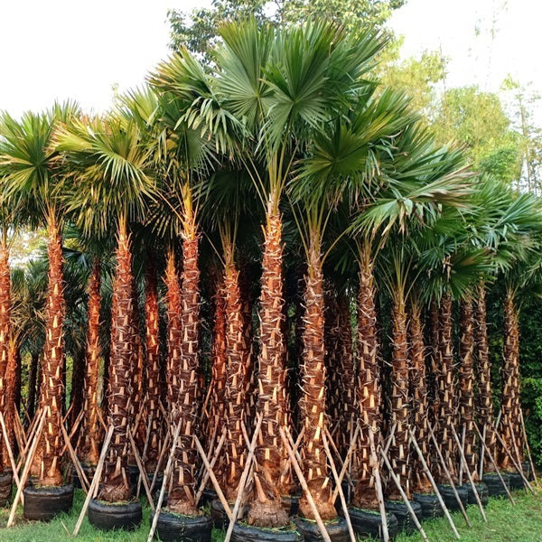 25 Java Palm Livistona Rotundifolia Seeds