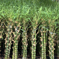 50 Buddha's Belly Bamboo Seeds
