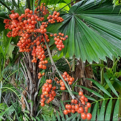 10 Vanuatu Fan Palm Ruffled Fan Palm Palas Payung Seeds