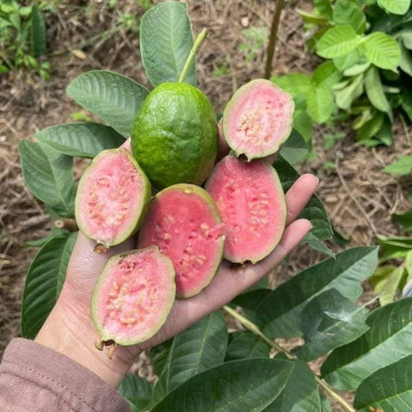 Hand holding guava fruits with a natural background