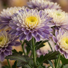 200 Cloudberry Haze Chrysanthemum Flowers Seeds