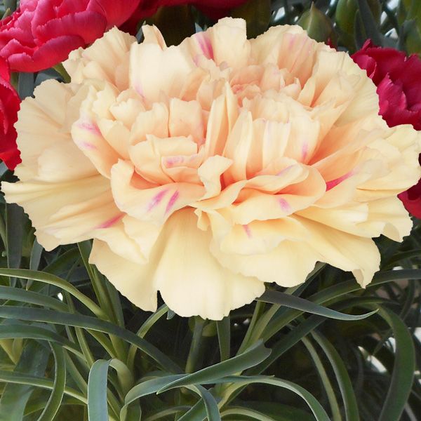 350 Apple Tea Carnation Flower Dianthus Caryophyllus Seeds