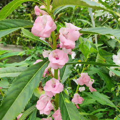 200 Pink Impatiens Balsamina Balsam Seeds Touch Me Not