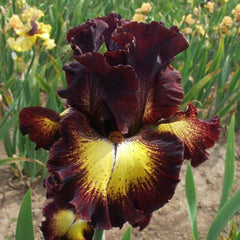 100 Flash Mob Iris Seeds