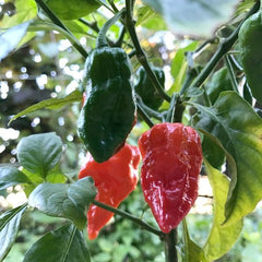 25 Bhut Jolokia Chili Ghost Pepper Vegetable Seeds