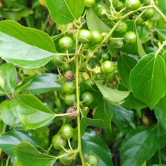 50 Asian Snakewood Latherleaf Colubrina Asiatica Seeds