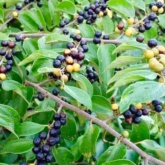 30 Jackal Jujube Small Fruited Jujube Wild Jujube Seeds