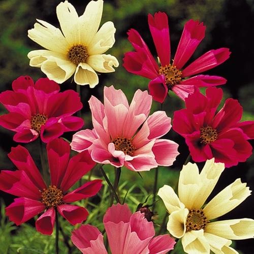 500 Sea Shells Mixture Cosmos flower Seeds