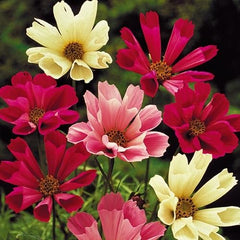 500 Sea Shells Mixture Cosmos flower Seeds
