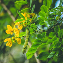 100 Indian Senna Alexandrian Senna Seeds