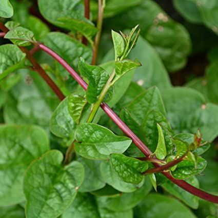 100 Red Indian Malabar Spinach Seeds