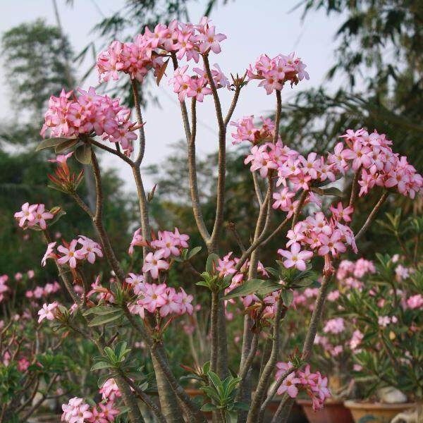 15 Thai Adenium Obesum Yak Saudi 2 Desert Rose Bonsai Seeds