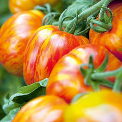 50 Striped Stuffer Tomato Vegetable Lycopersicon esculentum Mill Seeds