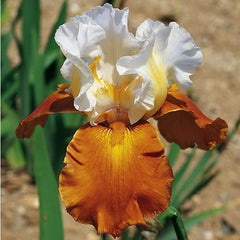 100 Fall Fiesta Iris Seeds