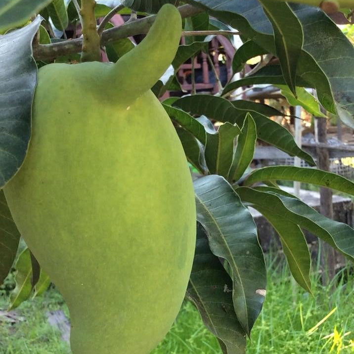 Green mango hanging from a tree with leaves and grass in the background