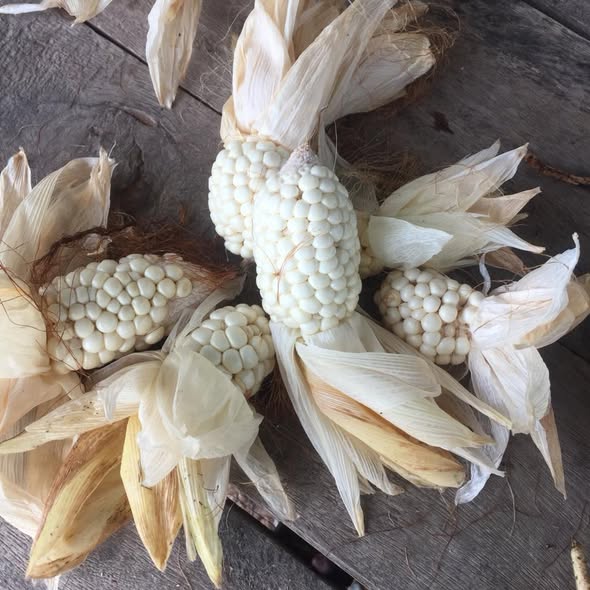 100 Ubon Glutinous Thai White Corn Seeds