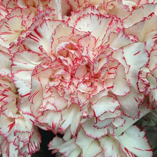 Close-up of pink and white carnation flowers