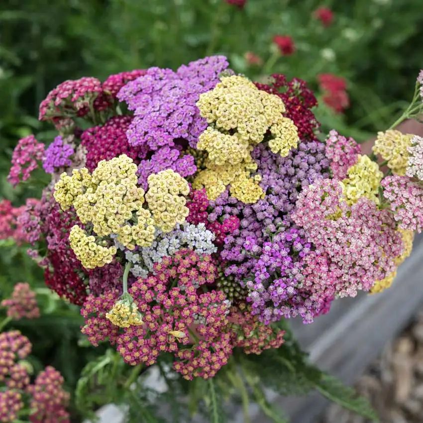 500 Mixed Yarrow Flower Achillea Millefolium Seeds