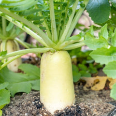 100 Green Radish Turnip Raphanus Sativus L Root Heirloom Seeds (Vegetable Potted Plants)