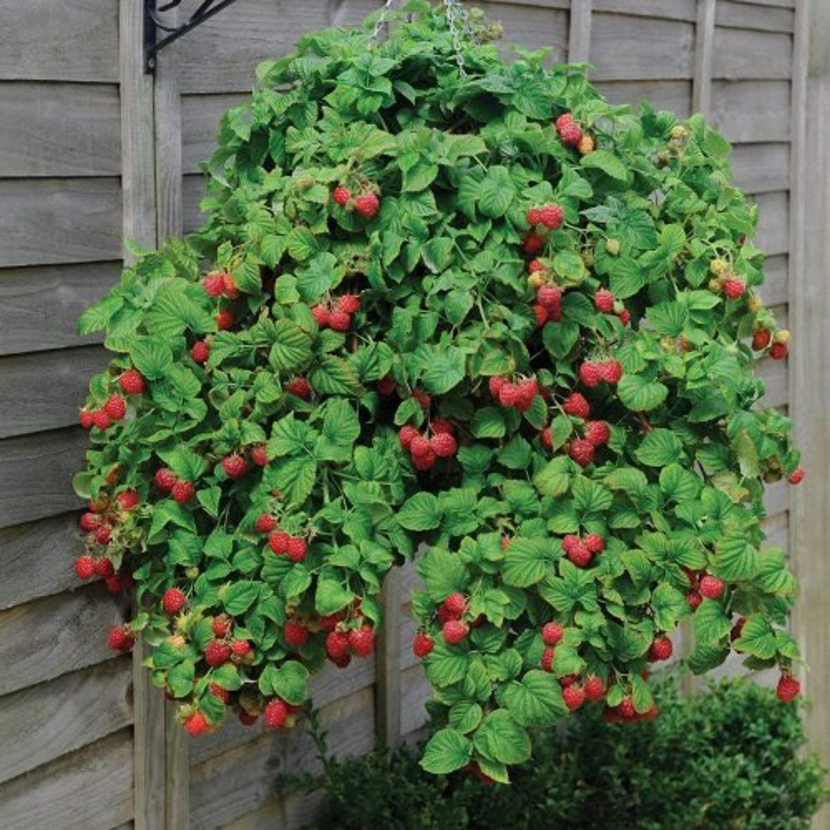 100 Giant Red Raspberry Bonsais Garden Fruit Plant Juicy And Delicious Seeds