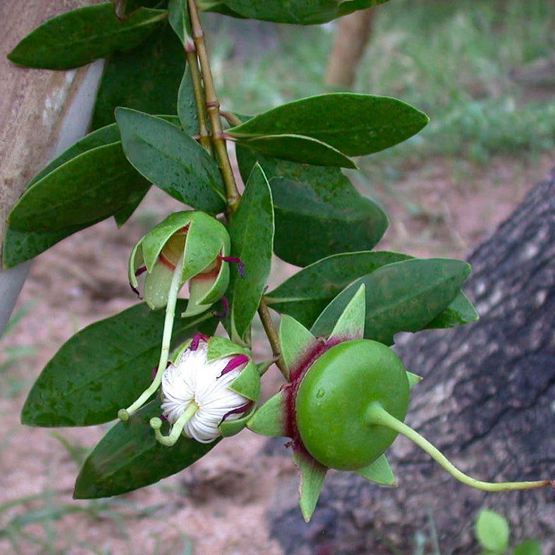 30 Cork Tree Mangrove Apple Sonneratia Caseolaris Seeds