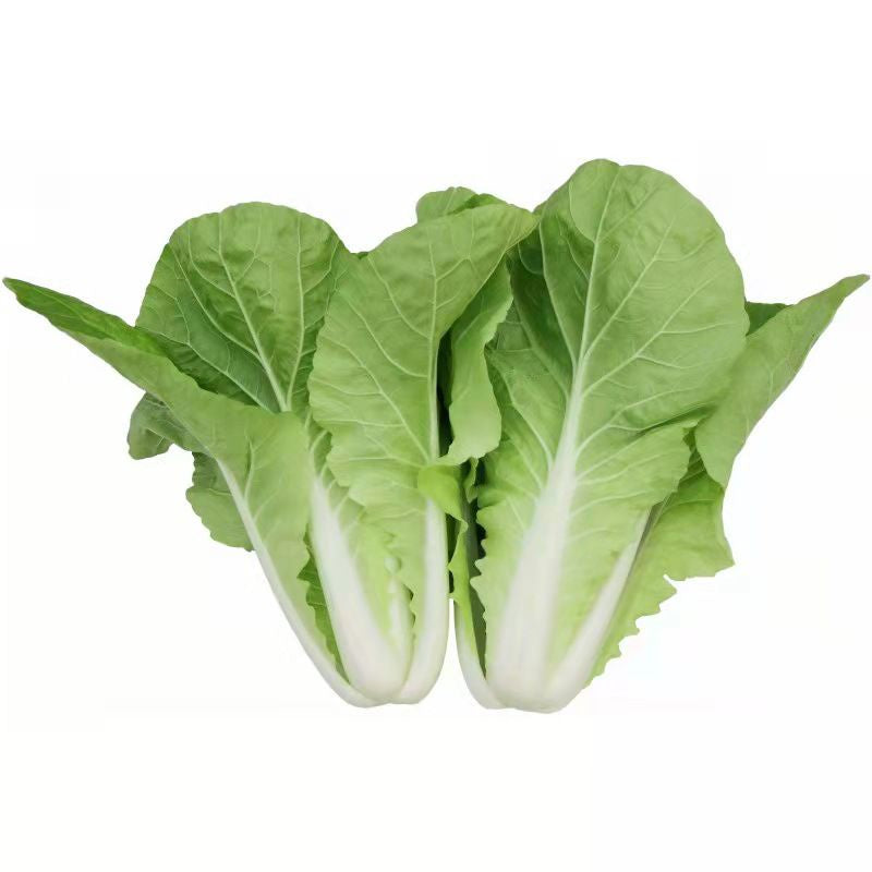 1000 Baby Napa Chinese Cabbage Vegetable Seeds