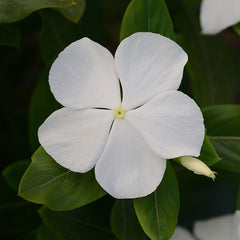 100 White F1 Vinca Flower Seeds Madagascar Periwinkle