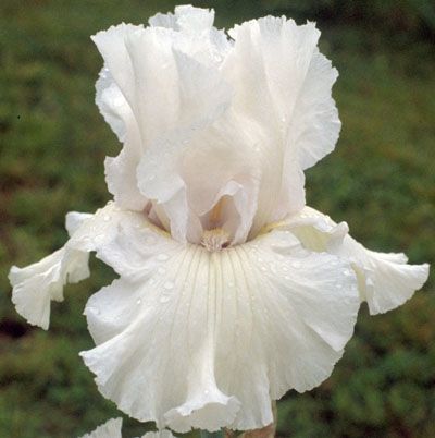100 Shark Iris Seeds