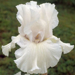 100 Shark Iris Seeds