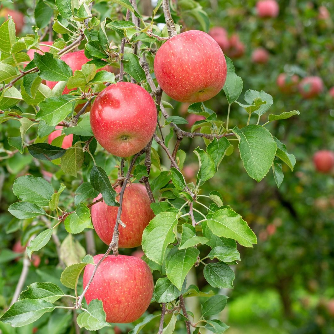 30 Fuji Apple Fruit Seeds