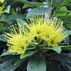 35 Yellow First love flower Seeds Xanthostemon Chrysanthus