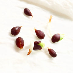 30 Hongro Apple Fruit Seeds