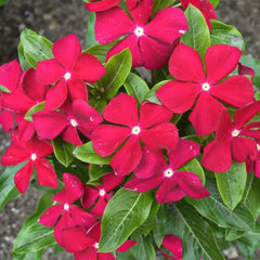 100 Red Vinca Flower Seeds Madagascar Periwinkle