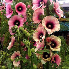 100 Apricot Halo Hollyhocks Alcea Rosea Flower Seeds