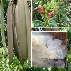 50 Oroxylum indicum L. Kurz Broken bones tree Damocles tree Indian trumpet Seeds