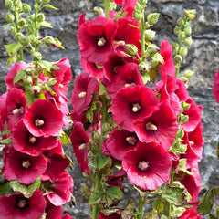 100 Blood Red Hollyhocks Alcea Rosea Flower Seeds