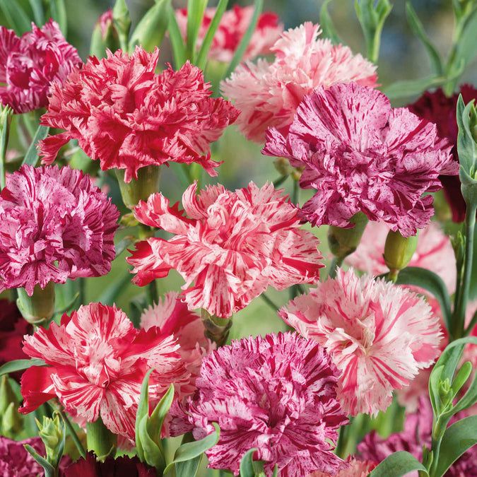 350 Picotee Mix Carnation Flower Dianthus Caryophyllus Seeds