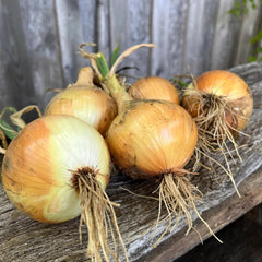 300 Ailsa Craig Giant Onion Vegetable Seeds
