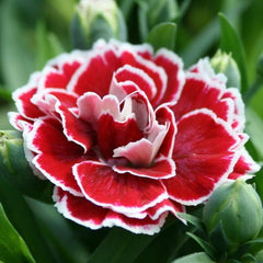 350 Colori Joy Carnation Flower Dianthus Caryophyllus Seeds