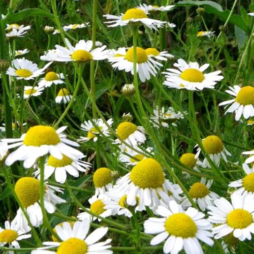100 German Chamomile Seeds