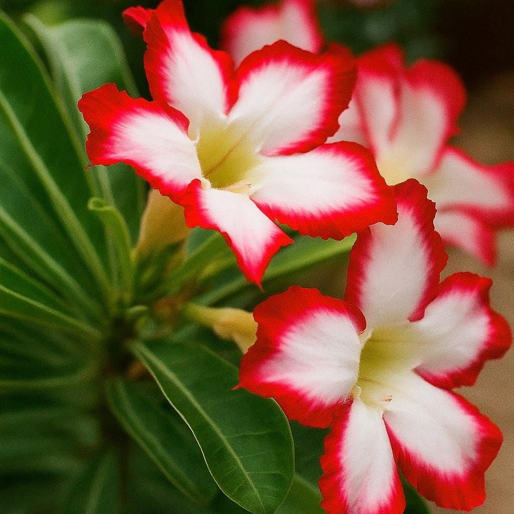 15 Thai Moon Sky Adenium Obesum Double layer Desert Rose Seeds