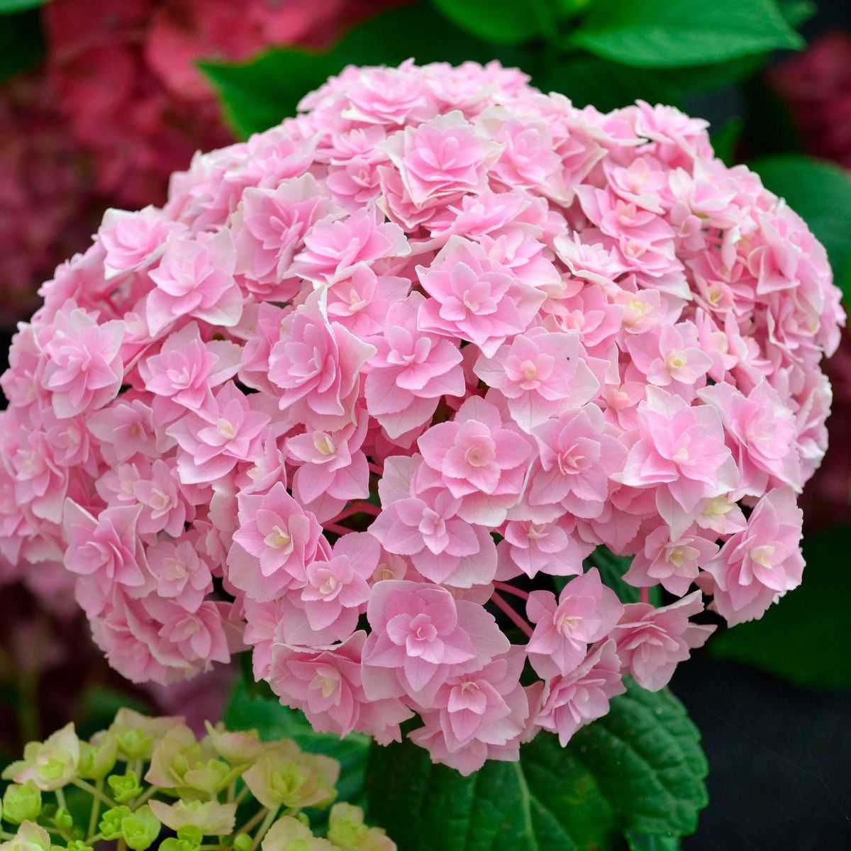 50 Doppio Nuvola Hydrangea Hardy Perennial Flowers Seeds