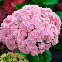 50 Doppio Nuvola Hydrangea Hardy Perennial Flowers Seeds