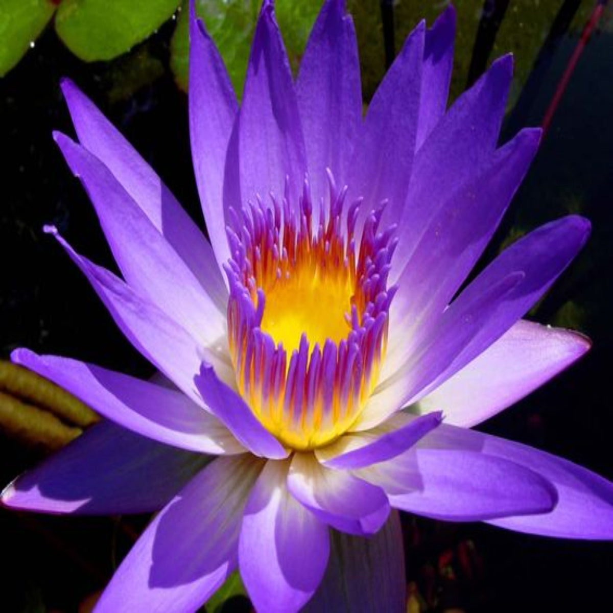 15 Thai Heirloom Lotus flower Bonsai Seeds Water Plants (Original Thai Seeds) 029