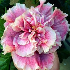 Close-up of a pink and white flower with green leaves in the background